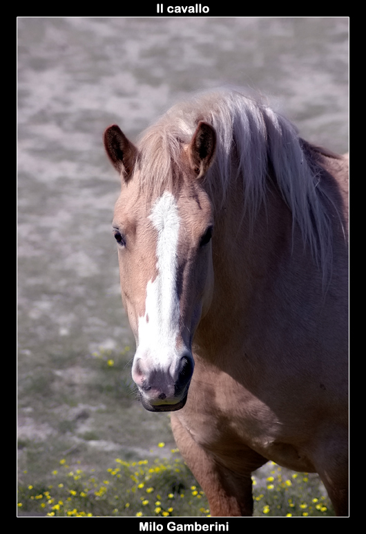Il cavallo