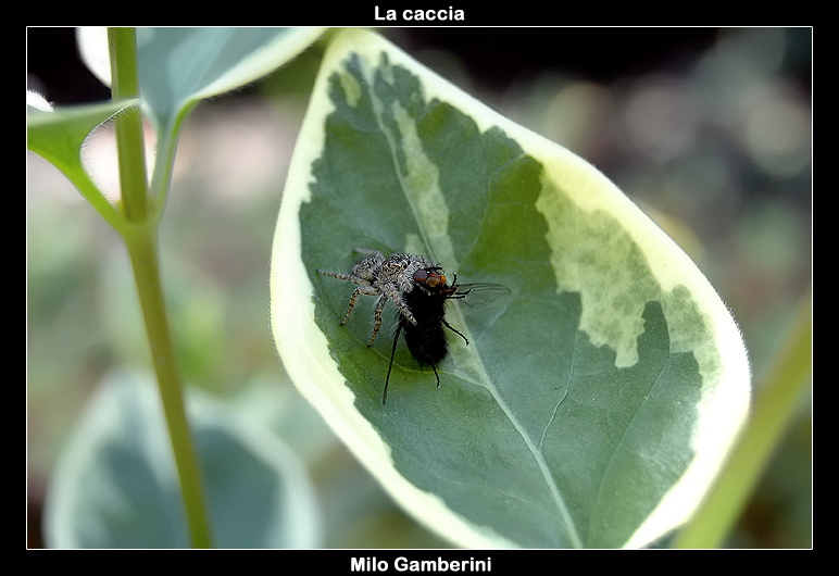 La caccia