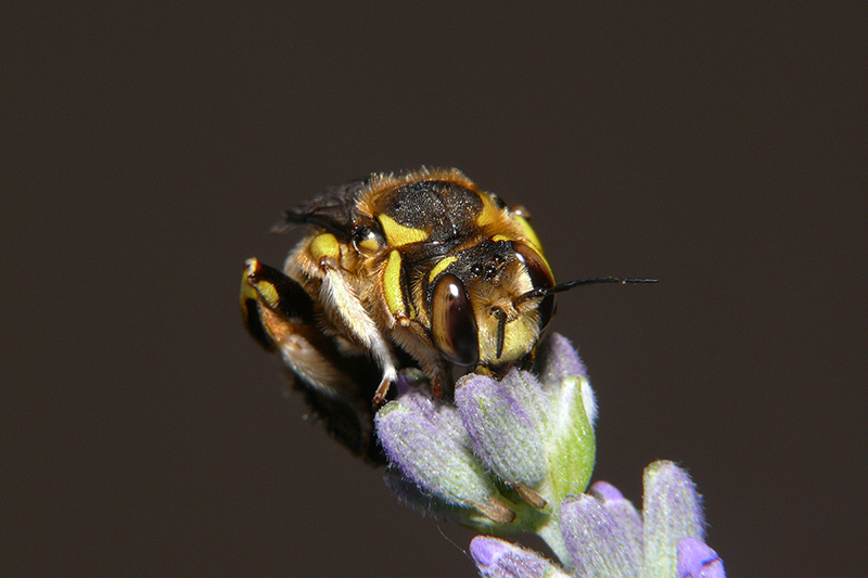 Occhi d' Ambra