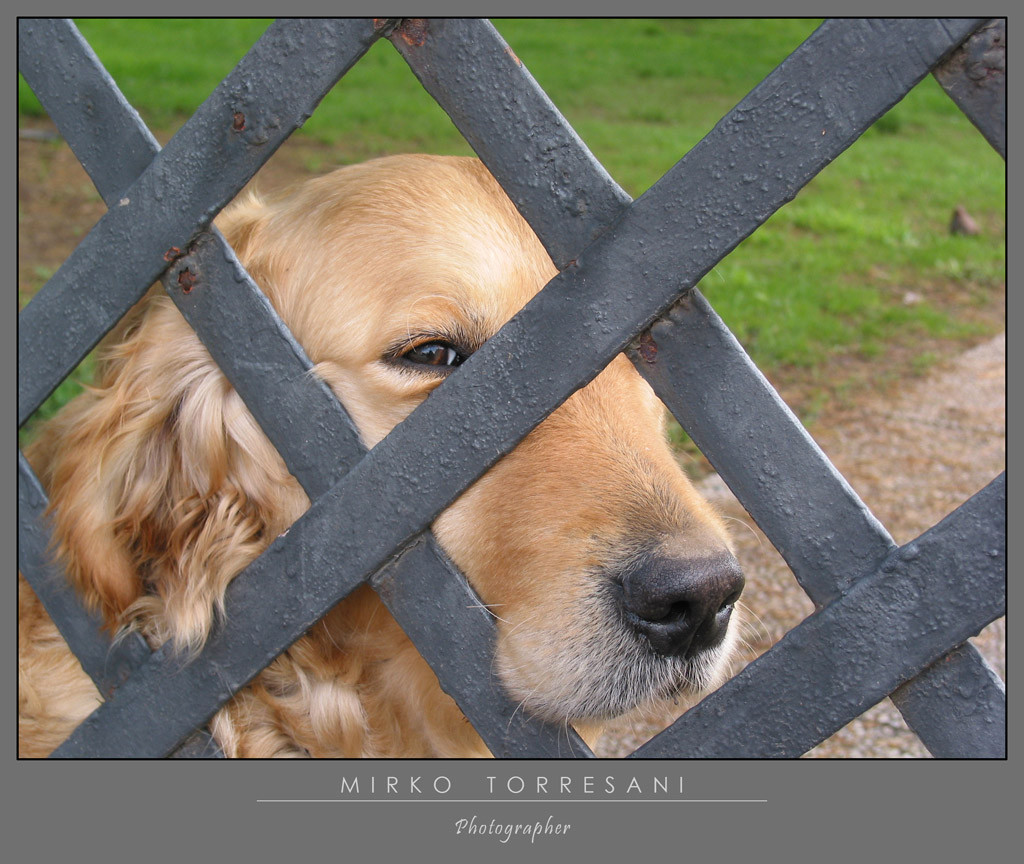 Un simpatico Golden Retriever: "Ti penso..."