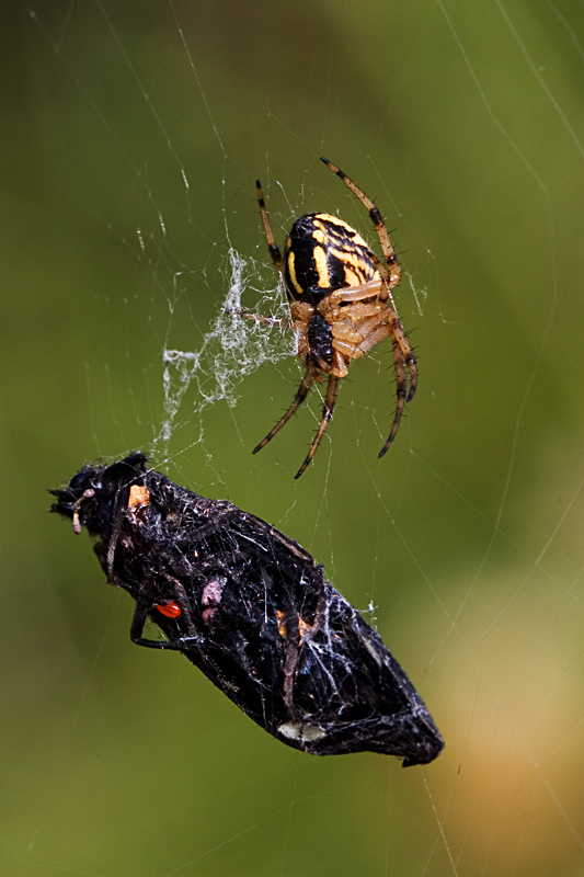 il predatore