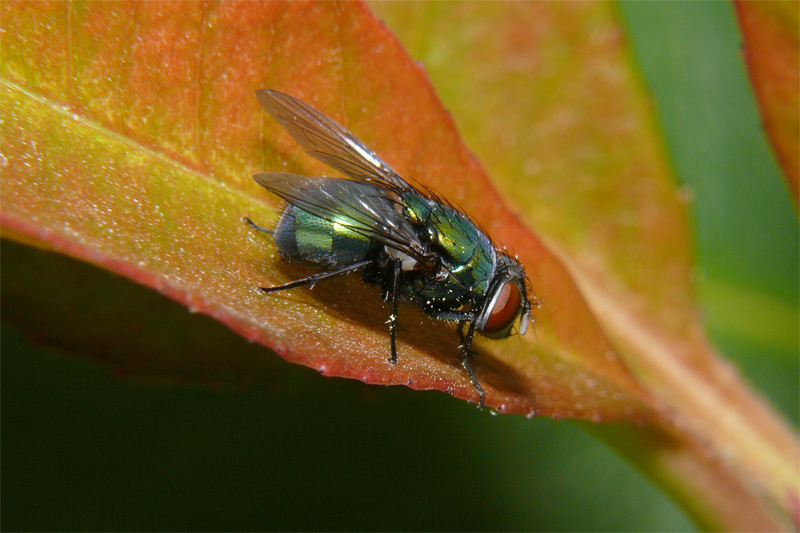 Mosca verde 2