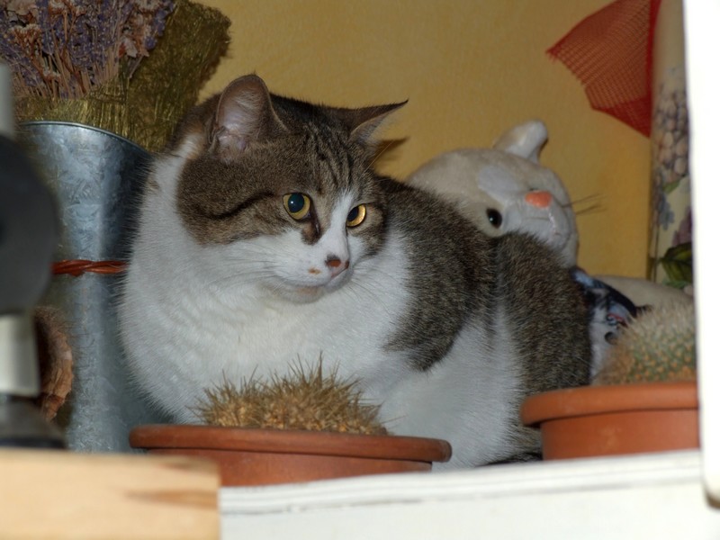 Mizzi