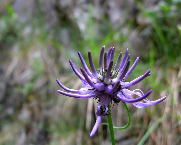 fiore in val d'inzino