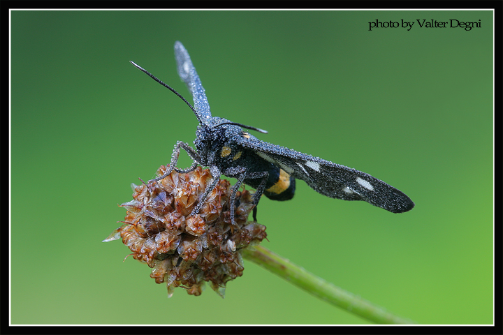 Syntomis phegea