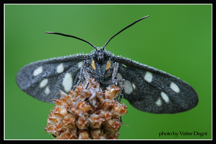 Syntomis phegea