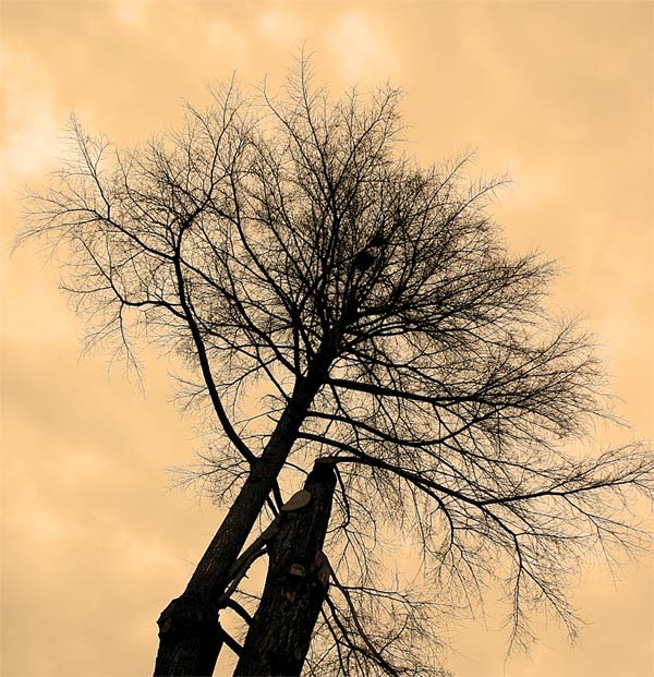 Albero