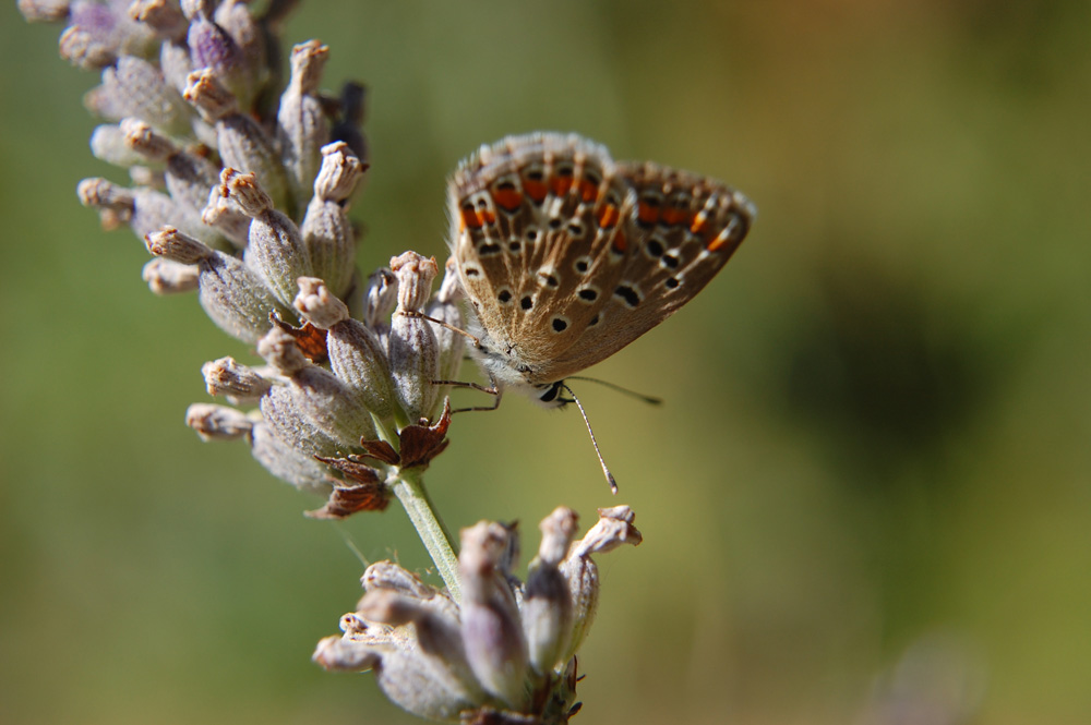 farfalla