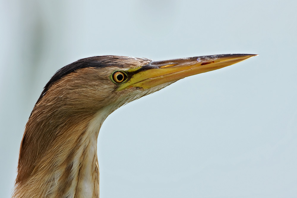 portrait tarabusino