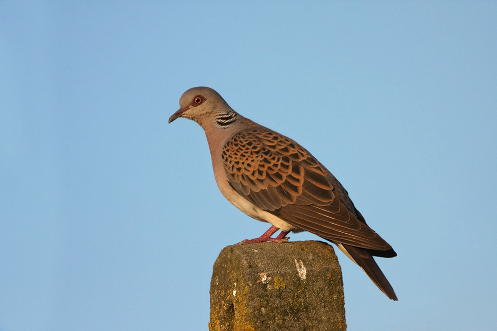 tortora selvatica