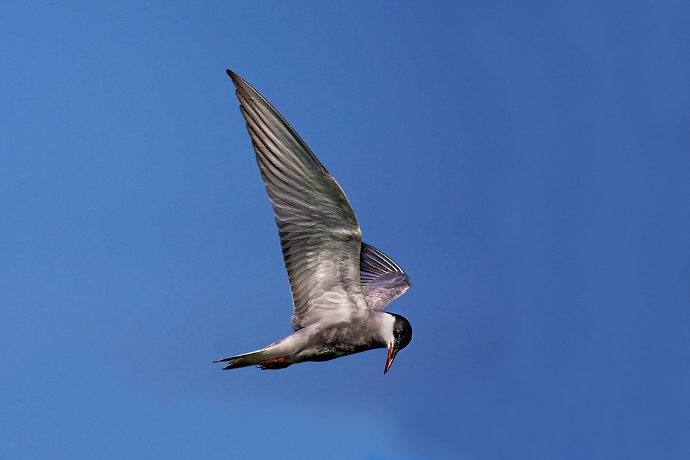 cerca in volo