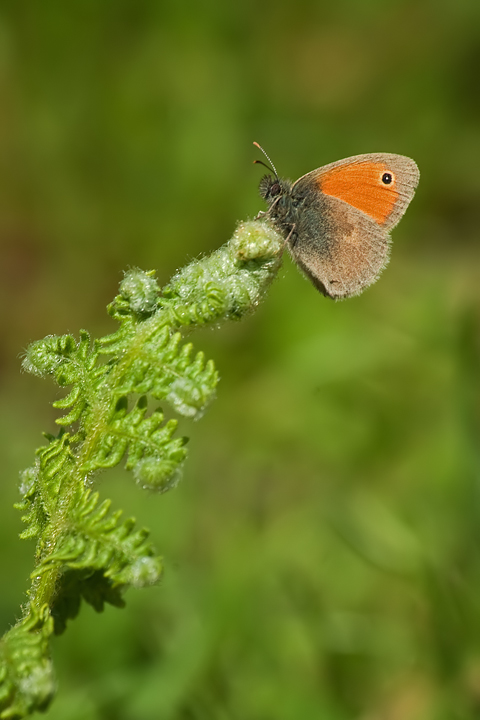 Maniola Jurtina