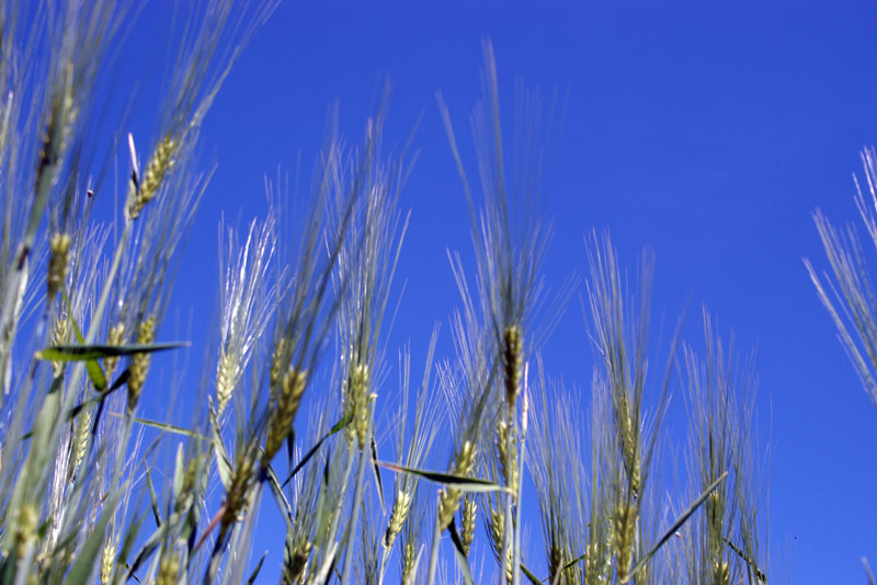 Primavera - Avezzano (AQ) #1