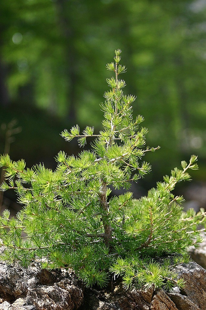 Bonsai Naturale