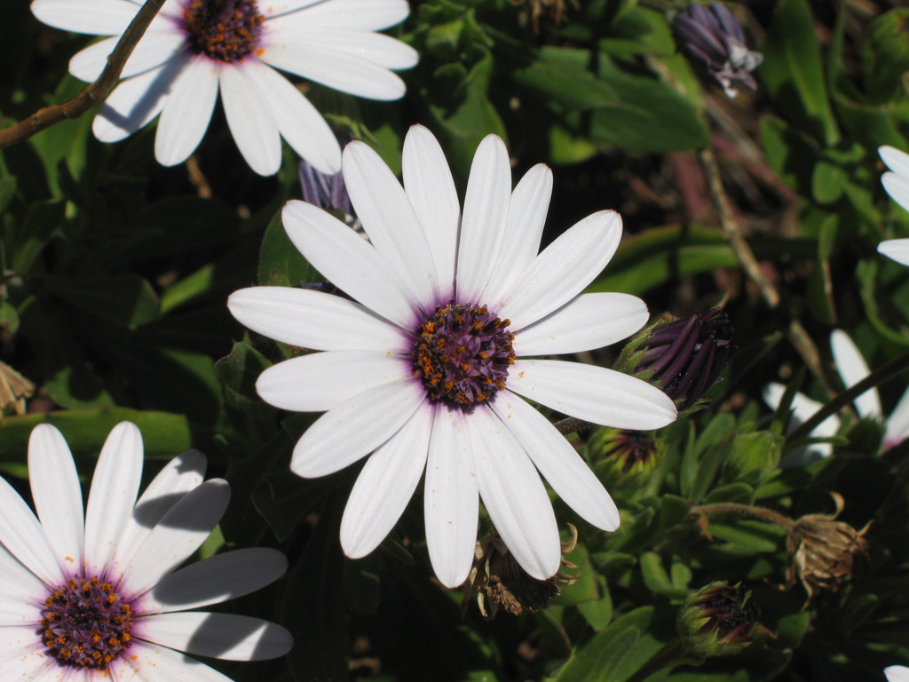 fiore