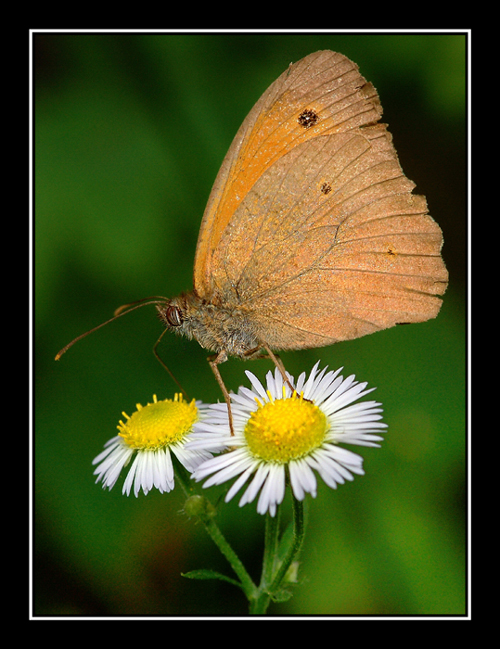Sul fiore