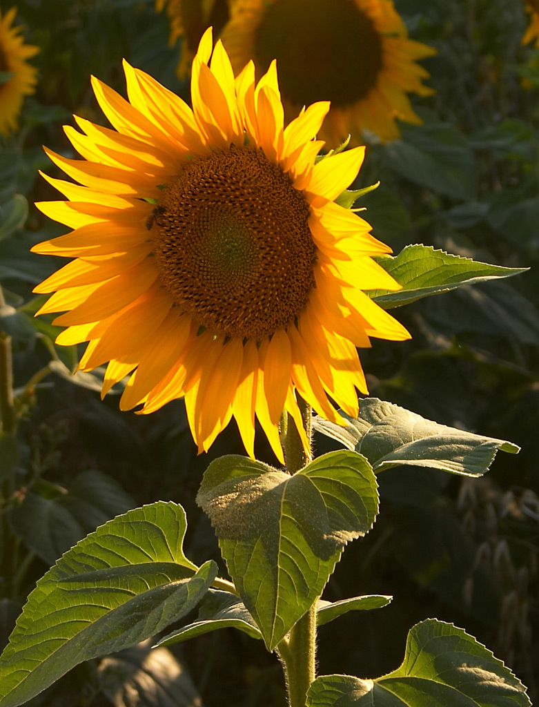Girasole