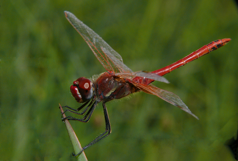 libellula