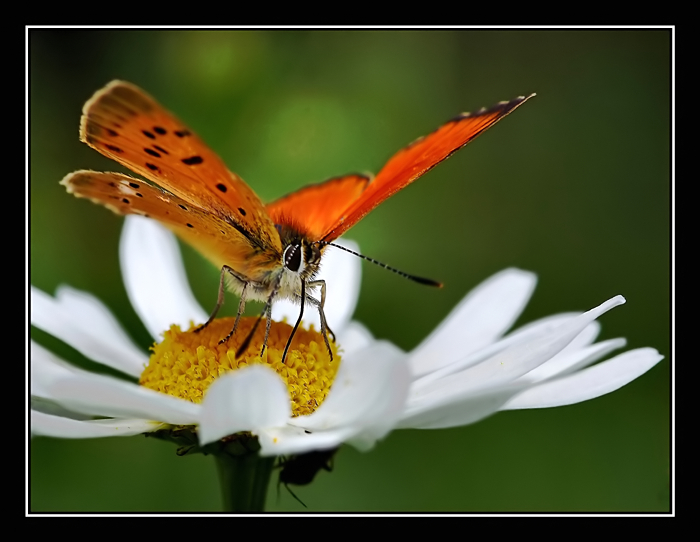 Sulla gerbera