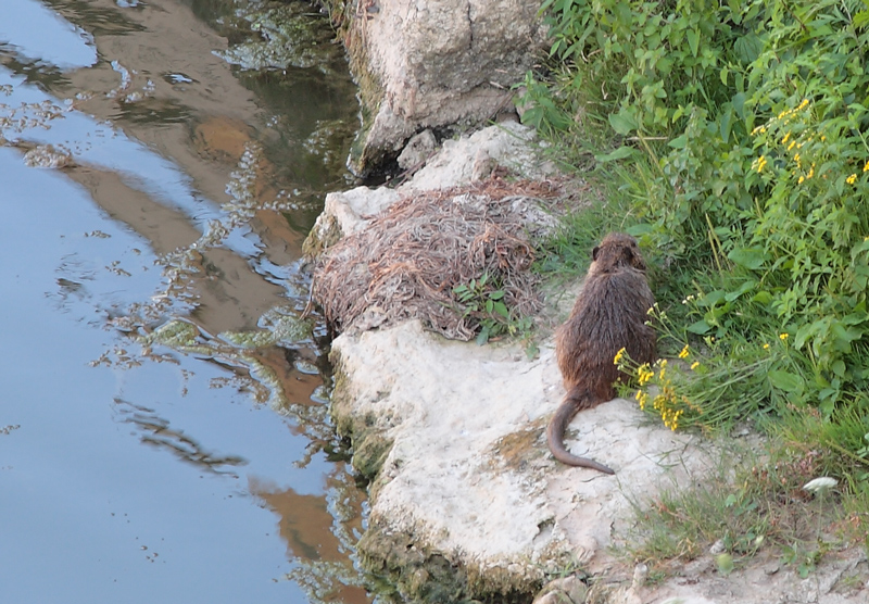 nutria sul Lungarno