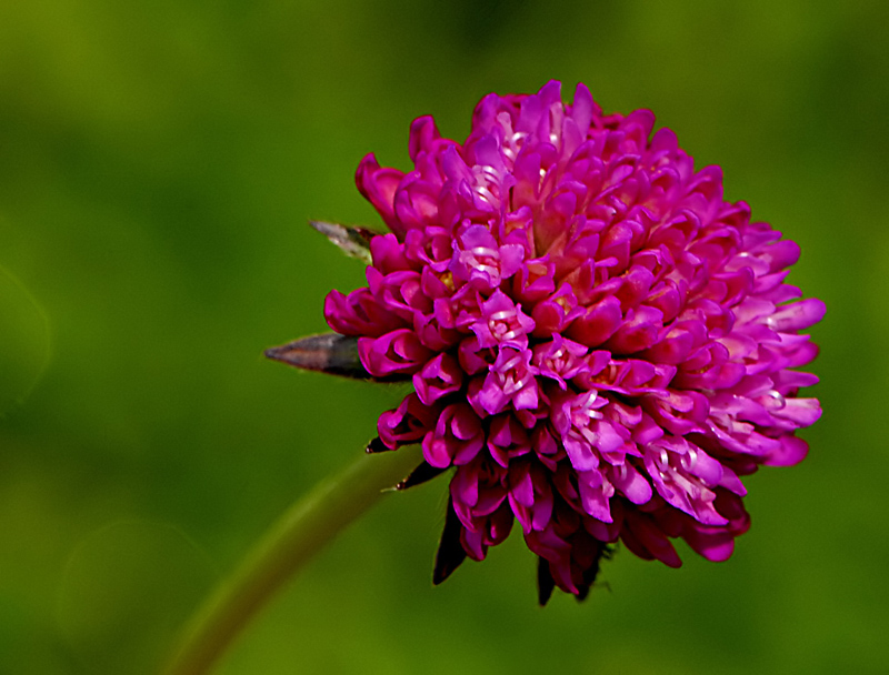 Knautia arvensis