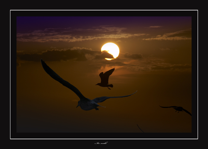 in volo
