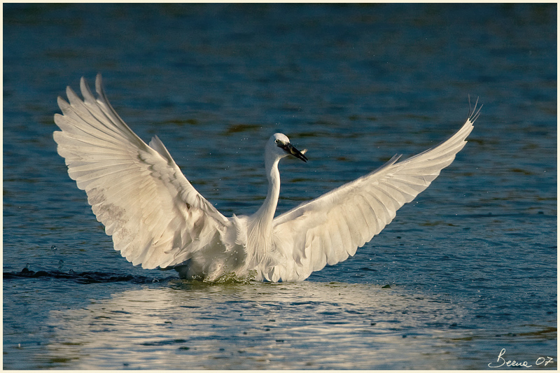 battaglie tra garzette 3