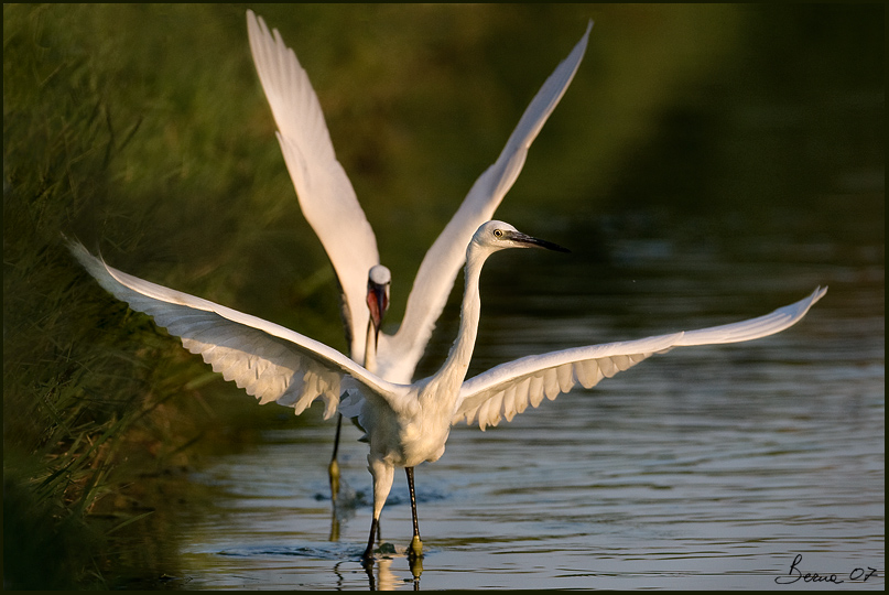 battaglie tra garzette 4