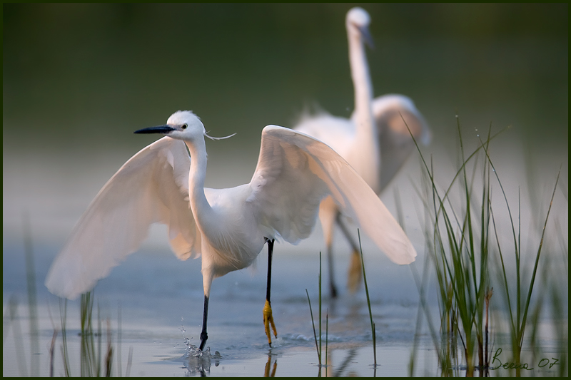 battaglie tra garzette 8