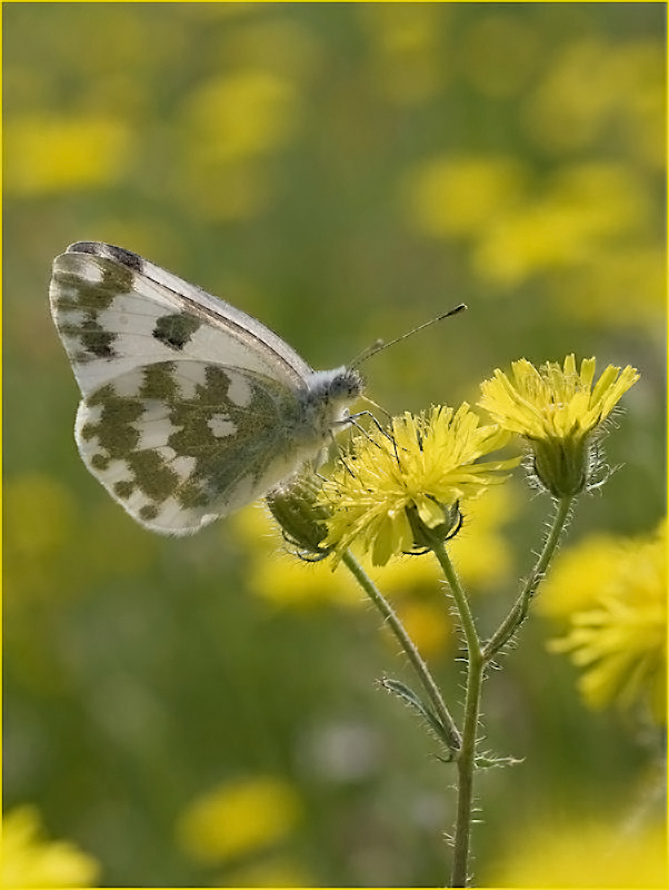 Pontia daplidice