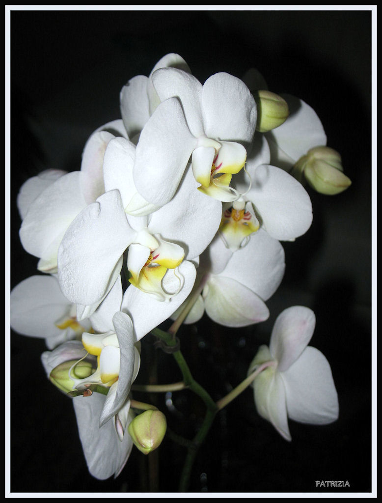 ochidea bianca