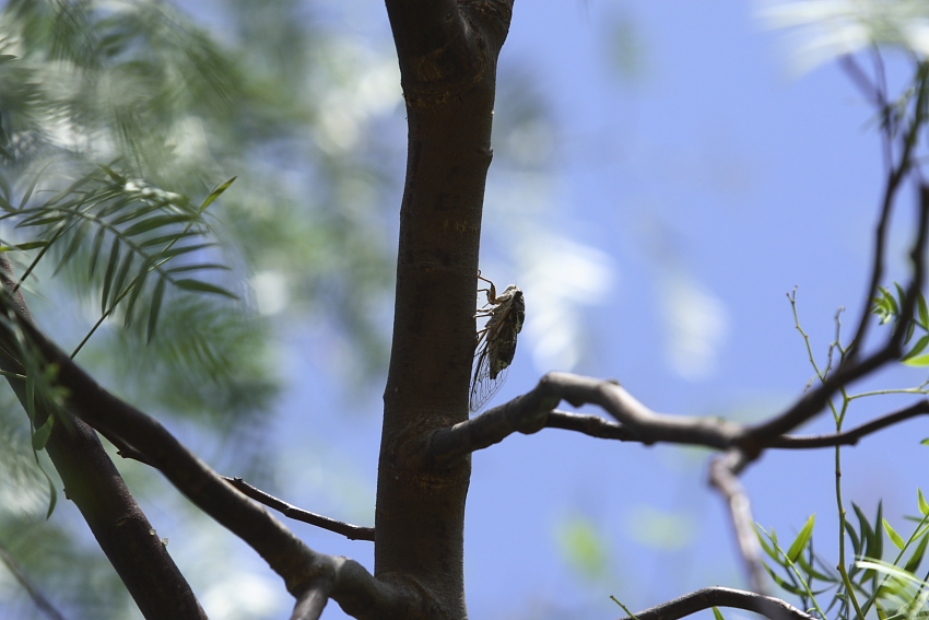 cicala estiva