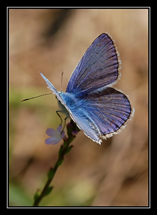 Blu