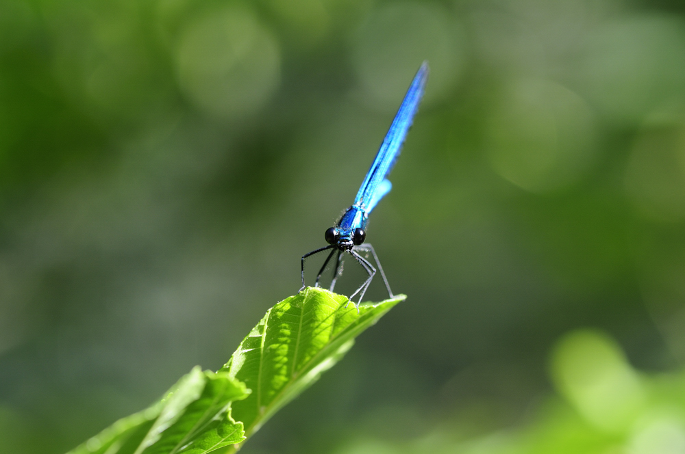 Sguado di Libellula