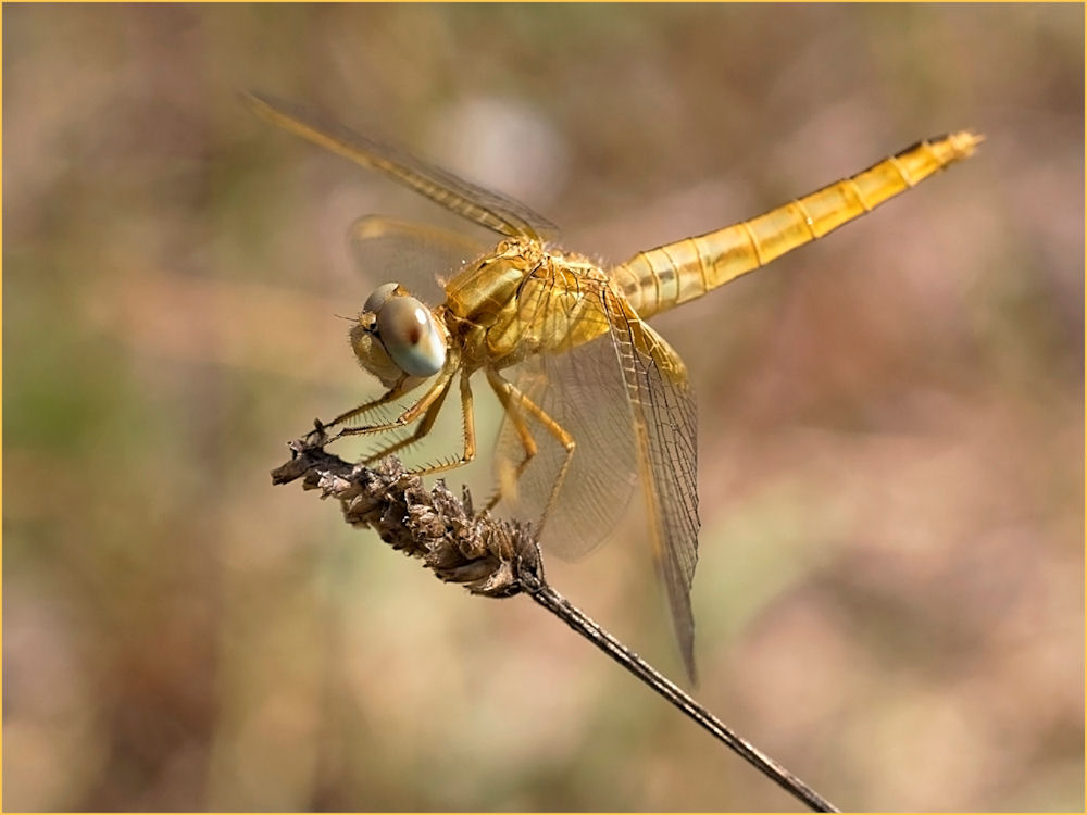 Libellula d'oro