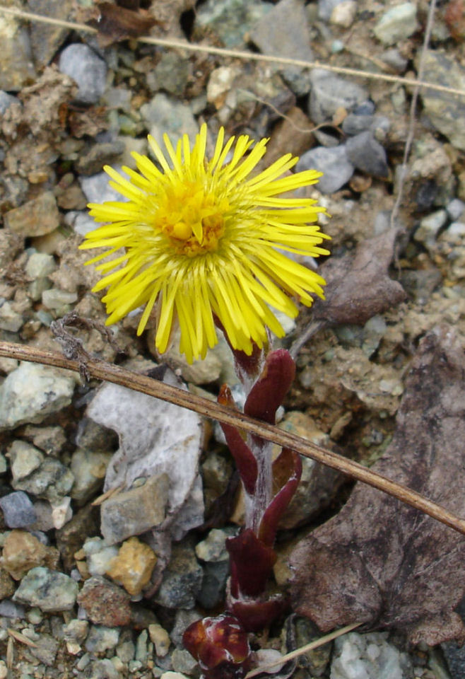 FLOWER 001