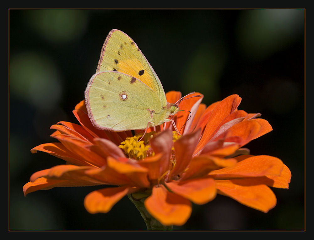 Sulla zinnia