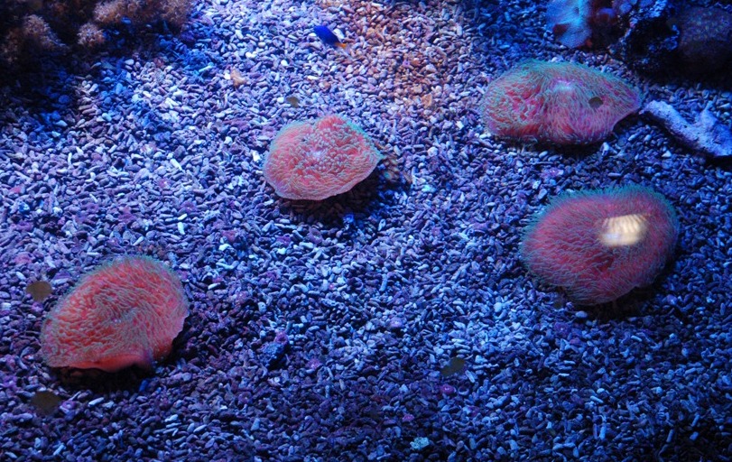 splendide anemoni