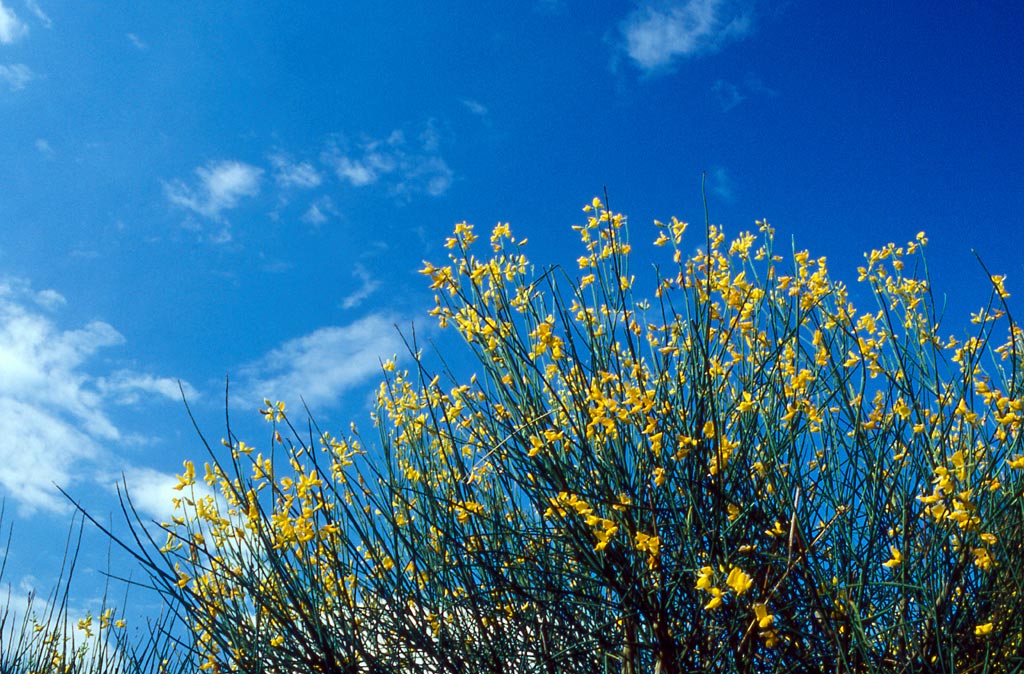 Primavera