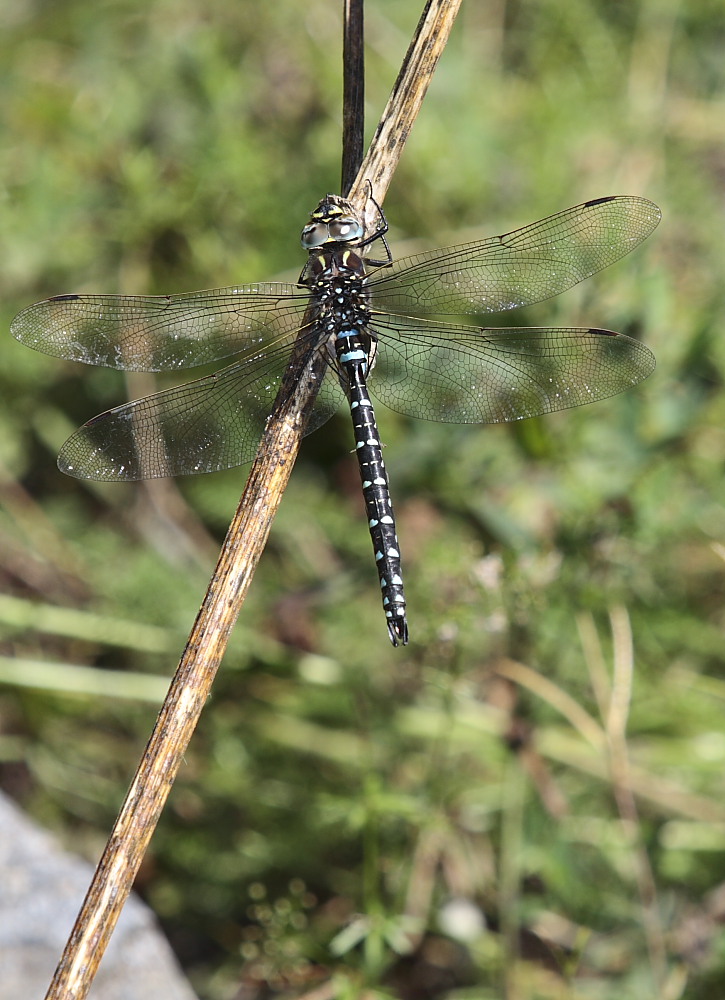 Libellula 3