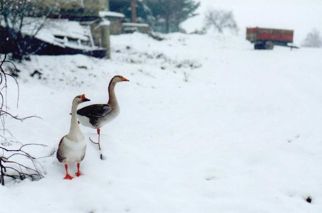 Casentino - neve