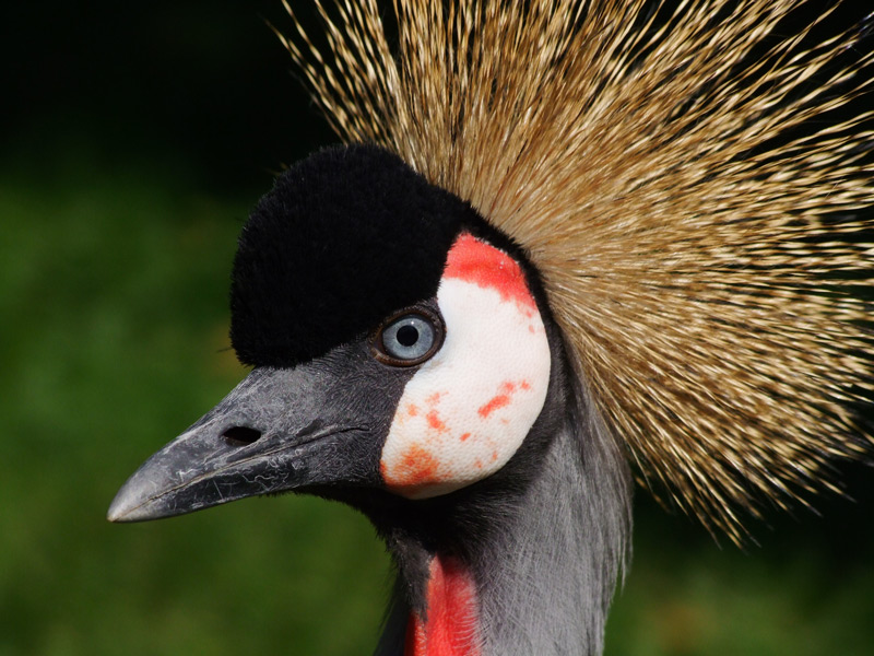 Gru Coronata