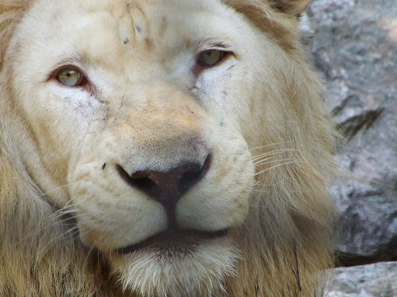 Leone