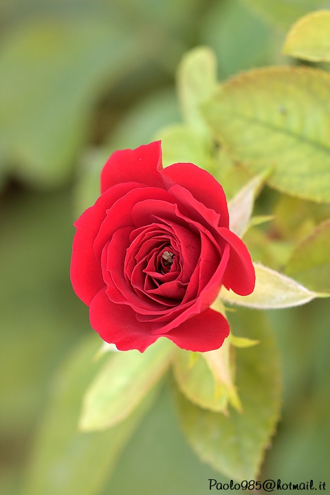 Rosa rossa...