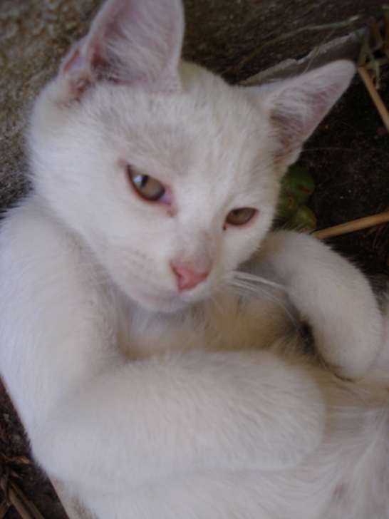 Ciambellino