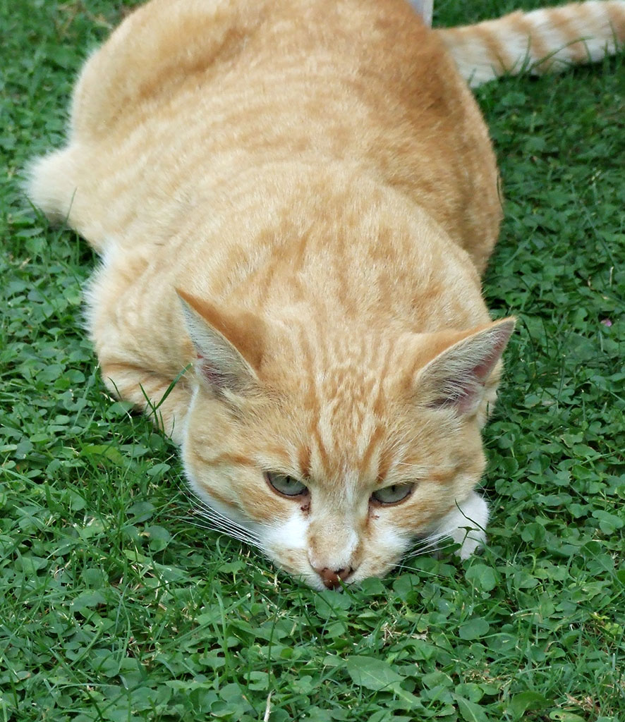 La mia pazienza ha un limite