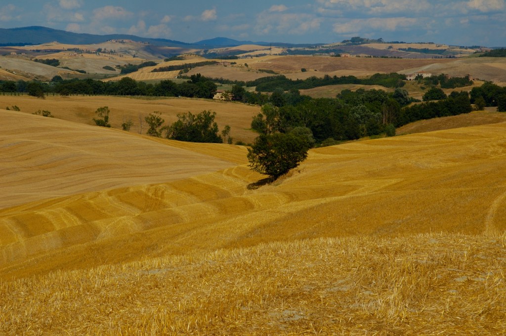 Campi grano tagliato Campi grano tagliato