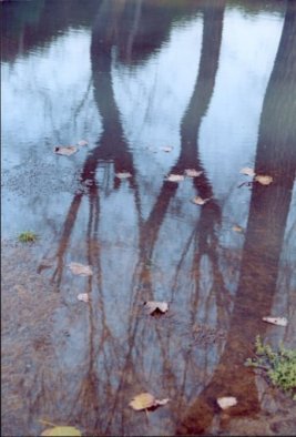 alberi nell'acqua