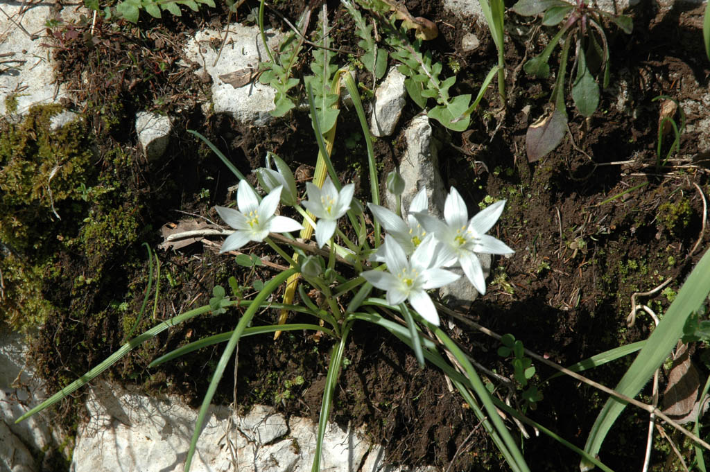 fiore