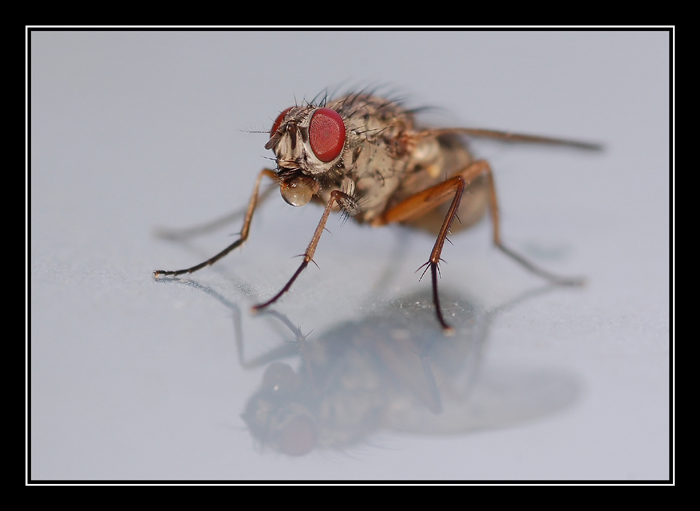 La mosca